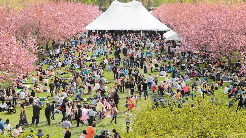 Sakura Matsuri: Cherry Blossom Festival 